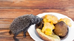 Од хранење еж дома што јаде еж